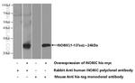 INO80C Antibody in Western Blot (WB)