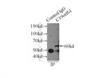 C19orf61 Antibody in Immunoprecipitation (IP)