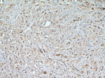 TMEM179 Antibody in Immunohistochemistry (Paraffin) (IHC (P))