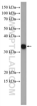 TMEM179 Antibody in Western Blot (WB)