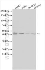 PRLHR Antibody in Western Blot (WB)