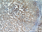 PXMP2 Antibody in Immunohistochemistry (Paraffin) (IHC (P))