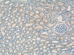 PXMP2 Antibody in Immunohistochemistry (Paraffin) (IHC (P))