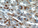 PXMP2 Antibody in Immunohistochemistry (Paraffin) (IHC (P))