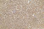 PXMP2 Antibody in Immunohistochemistry (Paraffin) (IHC (P))