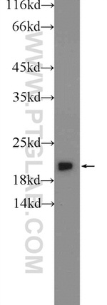 PXMP2 Antibody in Western Blot (WB)