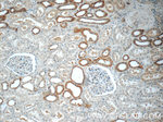 FAM174A Antibody in Immunohistochemistry (Paraffin) (IHC (P))
