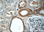 FAM174A Antibody in Immunohistochemistry (Paraffin) (IHC (P))