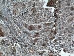 FAM174A Antibody in Immunohistochemistry (Paraffin) (IHC (P))