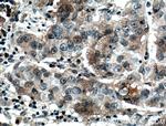 FAM174A Antibody in Immunohistochemistry (Paraffin) (IHC (P))