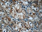 FAM92A1 Antibody in Immunohistochemistry (Paraffin) (IHC (P))