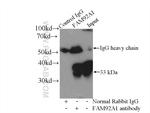 FAM92A1 Antibody in Immunoprecipitation (IP)