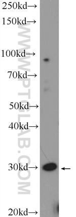 FAM92A1 Antibody in Western Blot (WB)