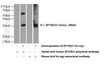 ZFYVE21 Antibody in Western Blot (WB)