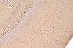 NPTXR Antibody in Immunohistochemistry (Paraffin) (IHC (P))