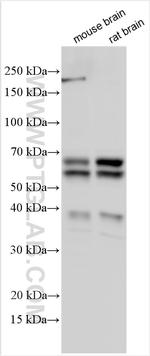 NPTXR Antibody in Western Blot (WB)