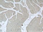 C1orf111 Antibody in Immunohistochemistry (Paraffin) (IHC (P))
