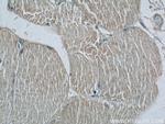 C1orf111 Antibody in Immunohistochemistry (Paraffin) (IHC (P))