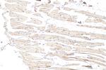 C1orf111 Antibody in Immunohistochemistry (Paraffin) (IHC (P))