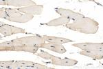 C1orf111 Antibody in Immunohistochemistry (Paraffin) (IHC (P))
