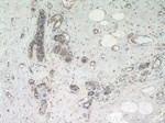 TMEM154 Antibody in Immunohistochemistry (Paraffin) (IHC (P))