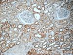 TMEM154 Antibody in Immunohistochemistry (Paraffin) (IHC (P))