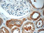 TMEM154 Antibody in Immunohistochemistry (Paraffin) (IHC (P))