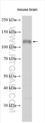 ISLR2 Antibody in Western Blot (WB)