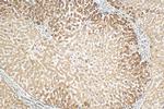 USP50 Antibody in Immunohistochemistry (Paraffin) (IHC (P))