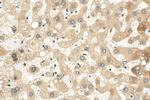 USP50 Antibody in Immunohistochemistry (Paraffin) (IHC (P))