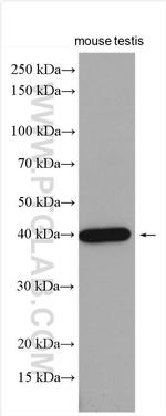 USP50 Antibody in Western Blot (WB)
