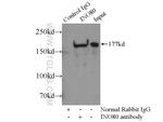 INO80 Antibody in Immunoprecipitation (IP)