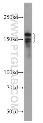 INO80 Antibody in Western Blot (WB)