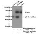 HMGXB4 Antibody in Immunoprecipitation (IP)