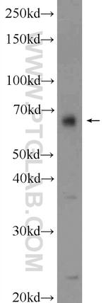 HMGXB4 Antibody in Western Blot (WB)