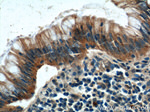 ATXN2L Antibody in Immunohistochemistry (Paraffin) (IHC (P))