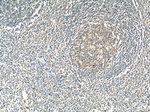 ATXN2L Antibody in Immunohistochemistry (Paraffin) (IHC (P))