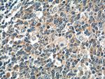ATXN2L Antibody in Immunohistochemistry (Paraffin) (IHC (P))