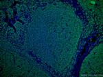 CD20 Antibody in Immunohistochemistry (PFA fixed) (IHC (PFA))