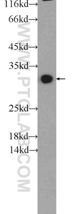 IDNK Antibody in Western Blot (WB)