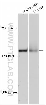 LRRC4 Antibody in Western Blot (WB)