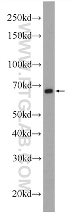 FOXD4 Antibody in Western Blot (WB)