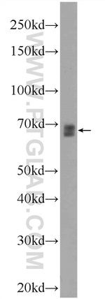 FOXD4 Antibody in Western Blot (WB)