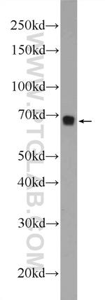 FOXD4 Antibody in Western Blot (WB)