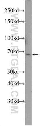 FOXD4 Antibody in Western Blot (WB)
