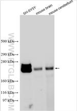 KIF1A Antibody in Western Blot (WB)