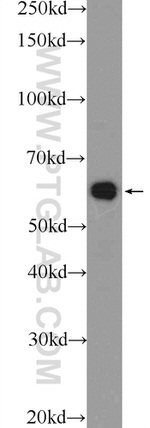 PDF Antibody in Western Blot (WB)