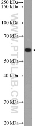 PDF Antibody in Western Blot (WB)