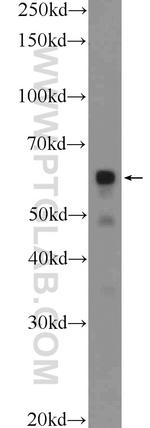 PDF Antibody in Western Blot (WB)