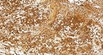 SZRD1 Antibody in Immunohistochemistry (Paraffin) (IHC (P))